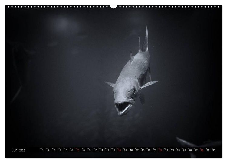 Produktbild: Meerestiere Bilder in Schwarz Weiss (Wandkalender 2026 DIN A2 quer), CALVENDO Monatskalender