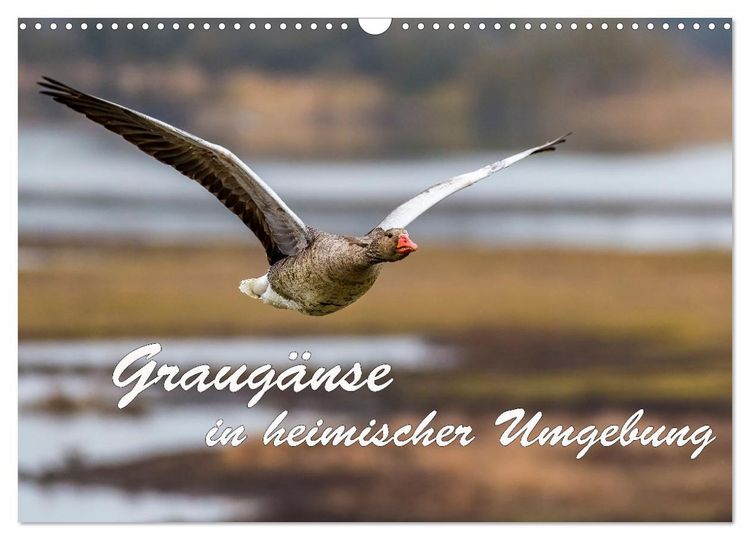 Produktbild: Graug&auml;nse in heimischer Umgebung (Wandkalender 2026 DIN A3 quer), CALVENDO Monatskalender