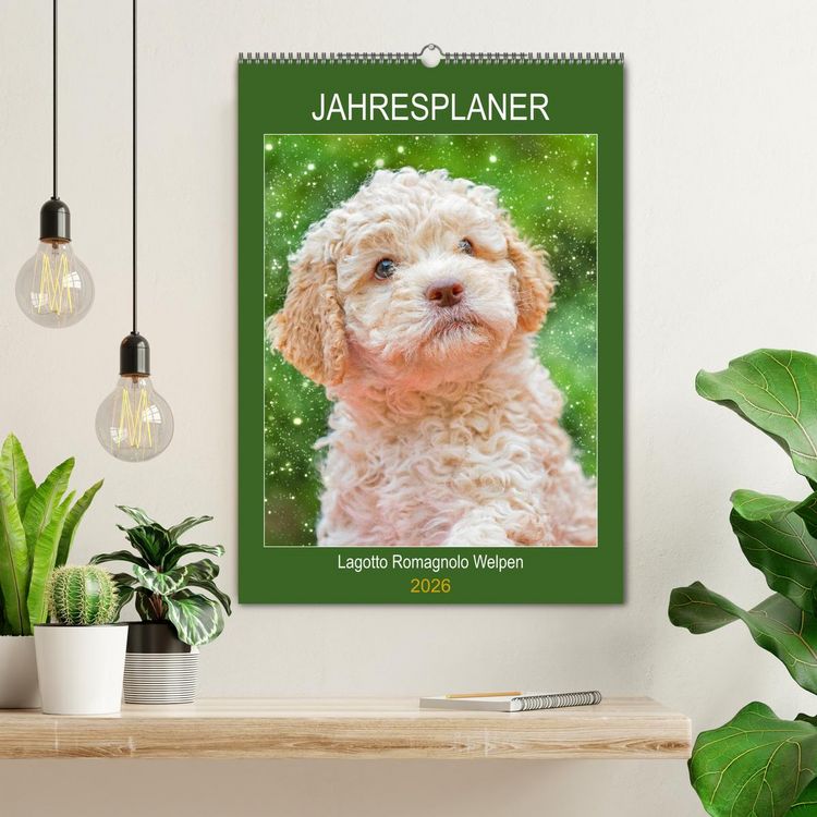 Produktbild: Jahresplaner Lagotto Romagnolo Welpen (Wandkalender 2026 DIN A2 hoch), CALVENDO Monatskalender