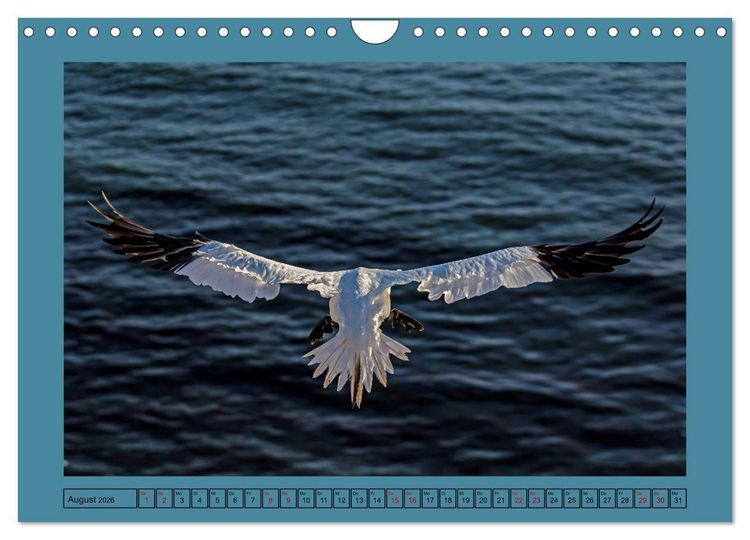 Produktbild: Helgoland und seine Basst&ouml;lpel (Wandkalender 2026 DIN A4 quer), CALVENDO Monatskalender