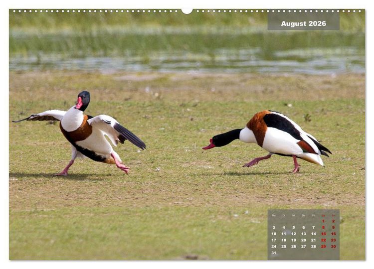 Produktbild: Naturparadies Nordstrand und Beltringharder Koog (hochwertiger Premium Wandkalender 2026 DIN A2 quer), Kunstdruck in Hochglanz