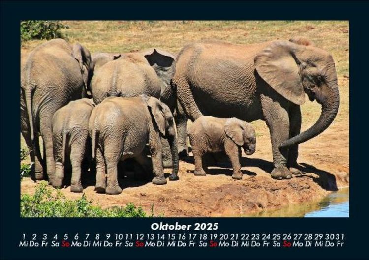 Produktbild: Der Elefantenkalender 2025 Fotokalender DIN A5