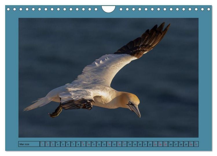Produktbild: Helgoland und seine Basst&ouml;lpel (Wandkalender 2026 DIN A4 quer), CALVENDO Monatskalender