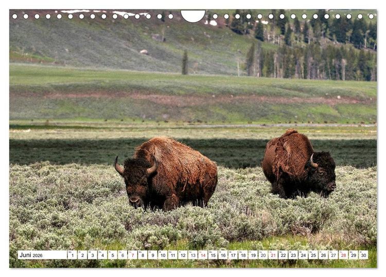 Produktbild: TATONKA Der nordamerikanische Bison (Wandkalender 2026 DIN A4 quer), CALVENDO Monatskalender