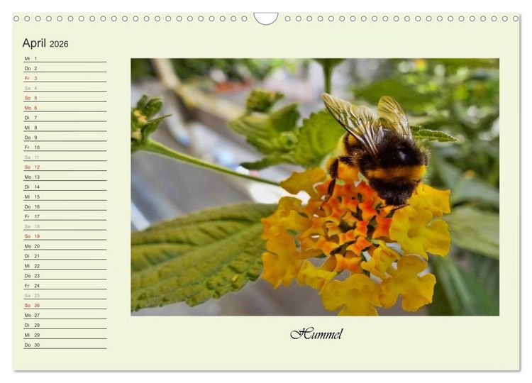 Produktbild: Blaue Holzbiene &ndash; Hummel &ndash; und Taubenschw&auml;nzchen. (Wandkalender 2026 DIN A3 quer), CALVENDO Monatskalender