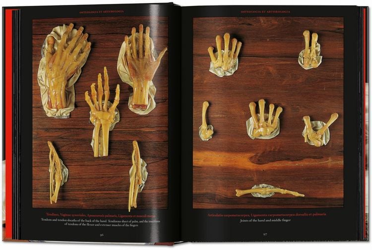 Produktbild: Anatomical Waxes. 45th Ed.