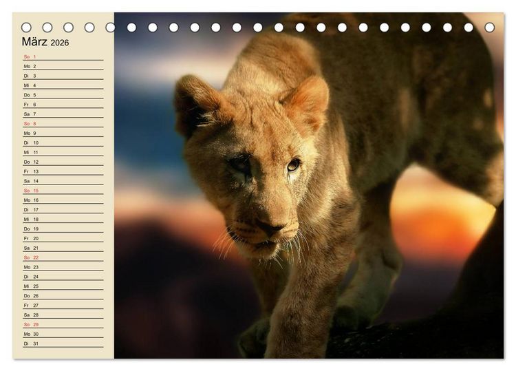 Produktbild: L&ouml;wen in freier Wildbahn (Tischkalender 2026 DIN A5 quer), CALVENDO Monatskalender
