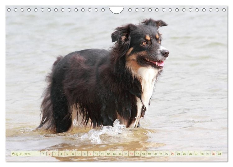 Produktbild: Australian Shepherd - H&uuml;tehunde mit Familienanschluss (Wandkalender 2026 DIN A4 quer), CALVENDO Monatskalender