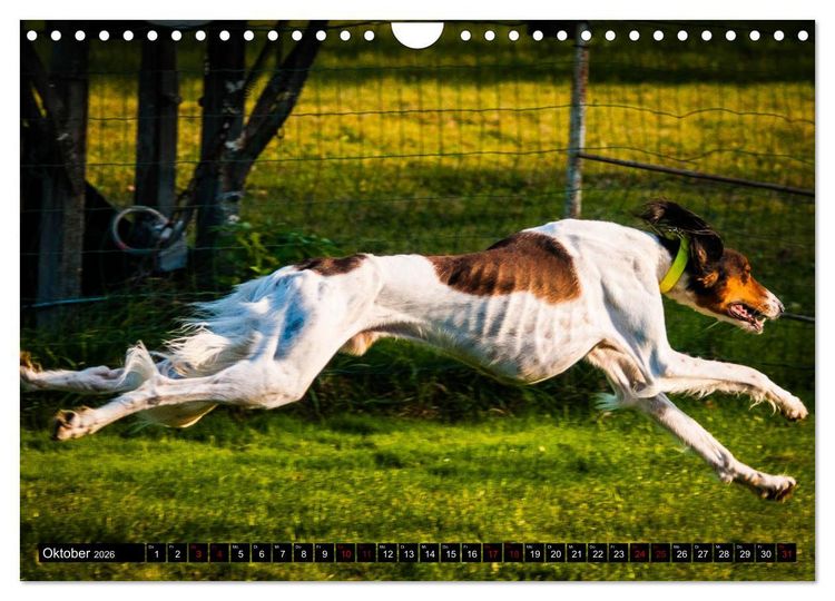 Produktbild: Windhunde - eine Leidenschaft (Wandkalender 2026 DIN A4 quer), CALVENDO Monatskalender