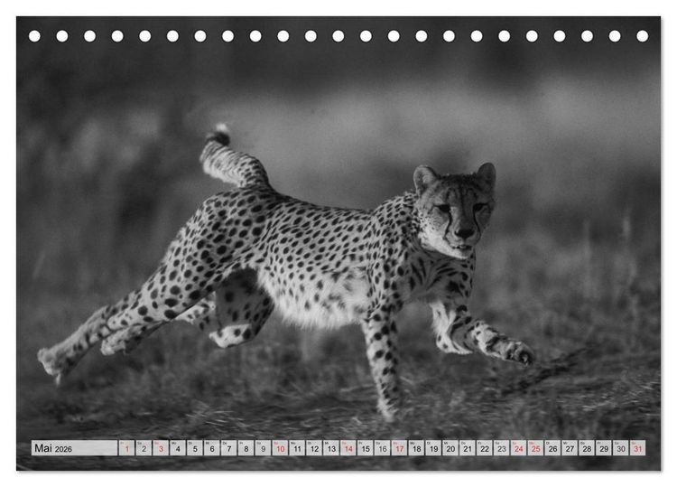 Produktbild: Wilde Tiere in schwarz-wei&szlig; (Tischkalender 2026 DIN A5 quer), CALVENDO Monatskalender