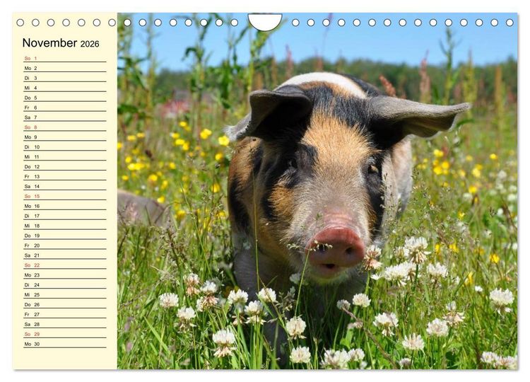 Produktbild: Von S&auml;uen die Schwein haben! (Wandkalender 2026 DIN A4 quer), CALVENDO Monatskalender