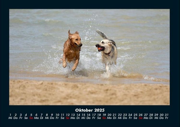 Produktbild: Der Hundekalender 2025 Fotokalender DIN A4