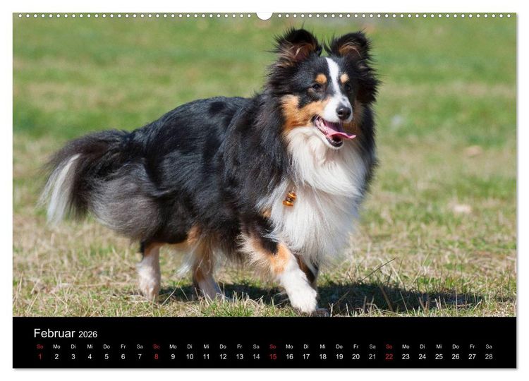 Produktbild: Sheltie 2026 (hochwertiger Premium Wandkalender 2026 DIN A2 quer), Kunstdruck in Hochglanz