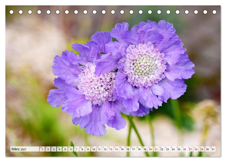 Produktbild: Herzensblumen (Tischkalender 2027 DIN A5 quer), CALVENDO Monatskalender