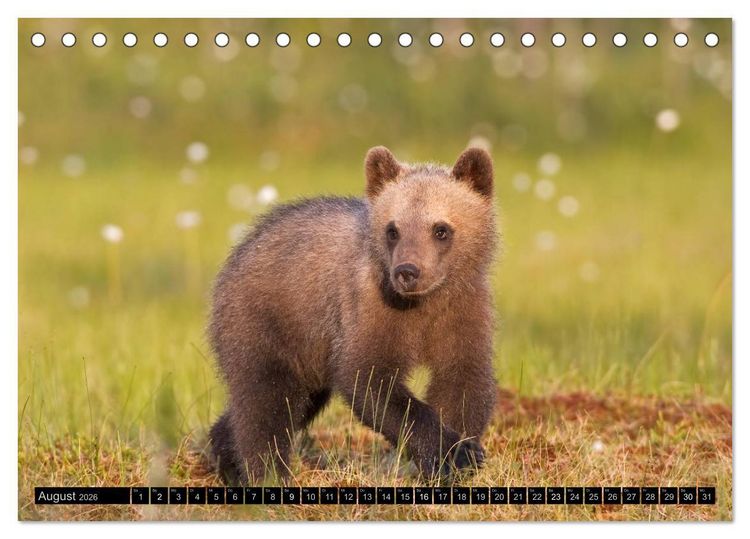 Produktbild: Magie des Augenblicks - Tierkinder - klein, aber wild (Tischkalender 2026 DIN A5 quer), CALVENDO Monatskalender
