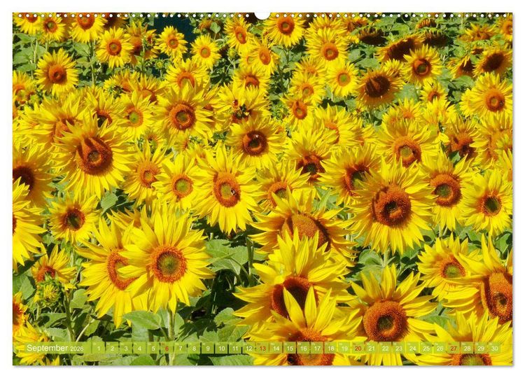 Produktbild: Sonnenblumenwelt (Wandkalender 2026 DIN A2 quer), CALVENDO Monatskalender