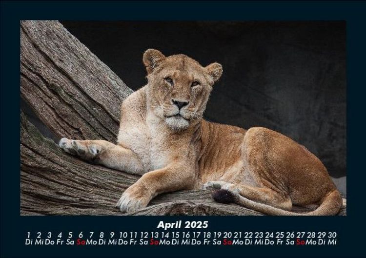 Produktbild: L&ouml;wen in der Wildnis 2025 Fotokalender DIN A5
