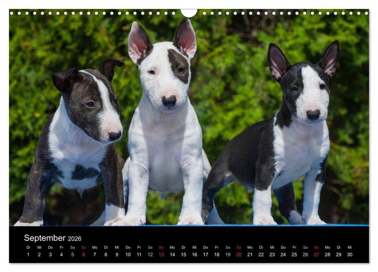 Produktbild: Welpen 2026 (Wandkalender 2026 DIN A3 quer), CALVENDO Monatskalender