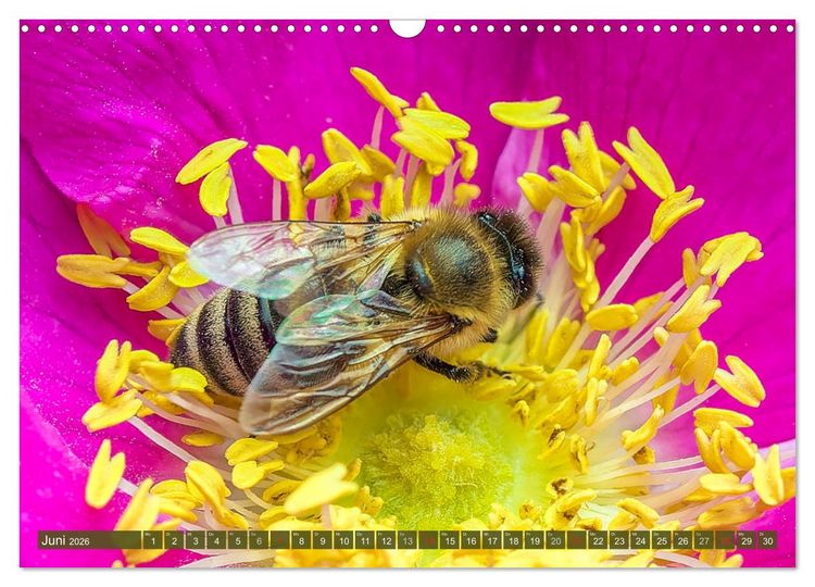 Produktbild: INSEKTEN - Makrofotografie in freier Natur (Wandkalender 2026 DIN A3 quer), CALVENDO Monatskalender
