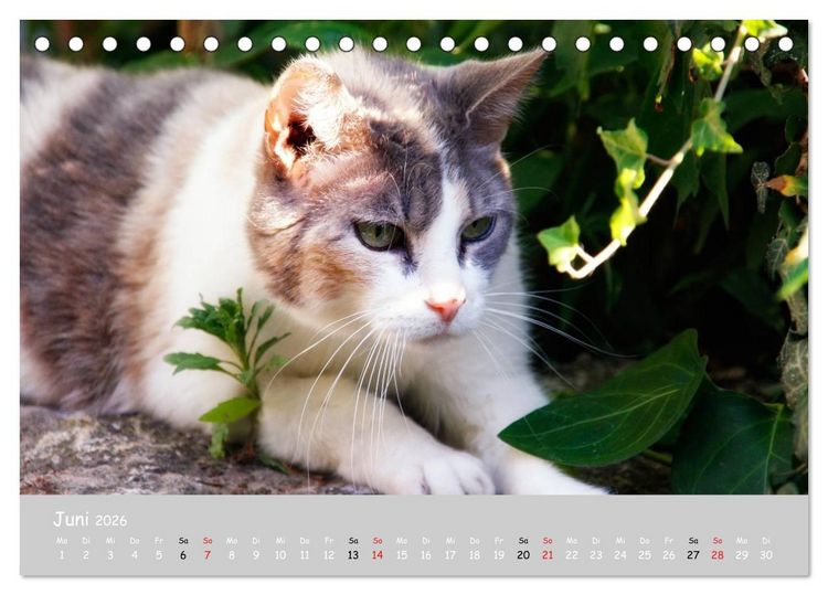 Produktbild: Katzen des S&uuml;dens (Tischkalender 2026 DIN A5 quer), CALVENDO Monatskalender