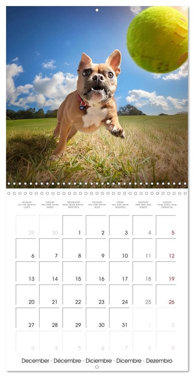 Produktbild: French Bulldogs in play frenzy (Wall Calendar 2027 12 &times; 12 Inch) CALVENDO 12 Month Wall Calendar