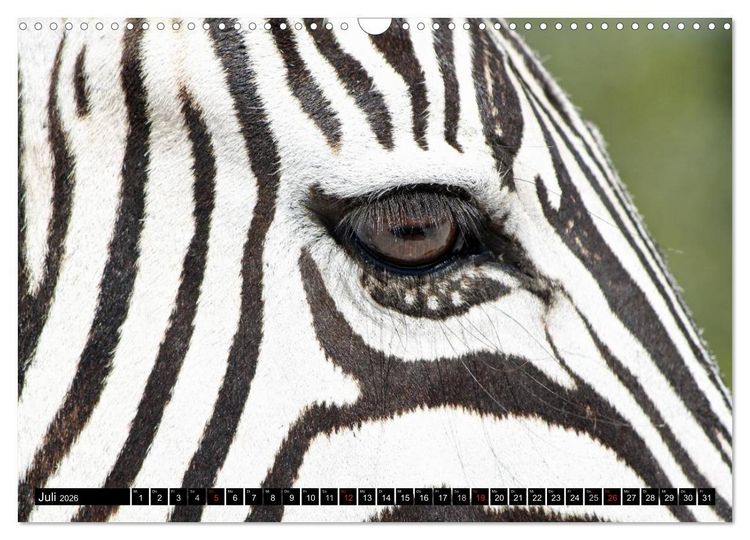 Produktbild: Zebras - Ungez&auml;hmte Kraft (Wandkalender 2026 DIN A3 quer), CALVENDO Monatskalender