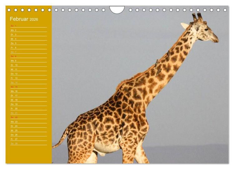 Produktbild: Giraffen / Geburtstagskalender (Wandkalender 2026 DIN A4 quer), CALVENDO Monatskalender