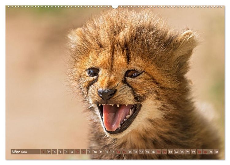 Produktbild: Afrikas Tierwelt - Geparde (Wandkalender 2026 DIN A2 quer), CALVENDO Monatskalender