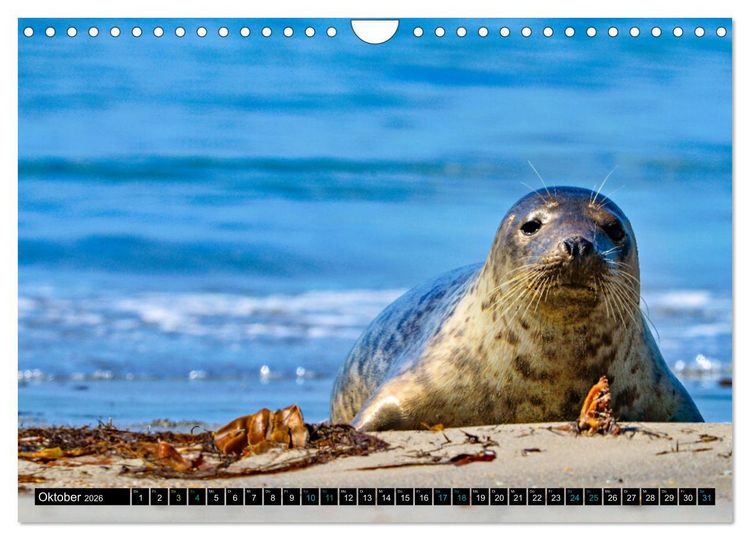 Produktbild: Big Five aus dem Ozean Hai, Delphin, Wal, Robbe, Pinguin (Wandkalender 2026 DIN A4 quer), CALVENDO Monatskalender