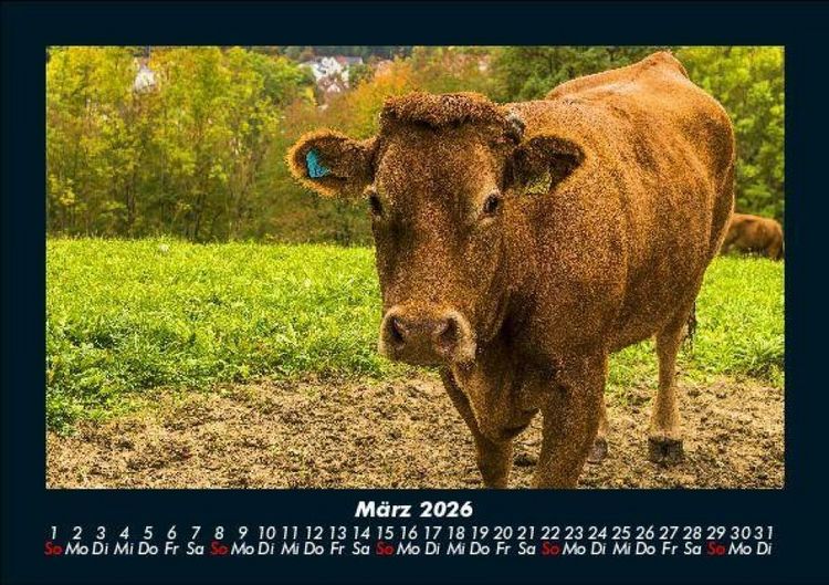 Produktbild: Kuhkalender 2026 Fotokalender DIN A5