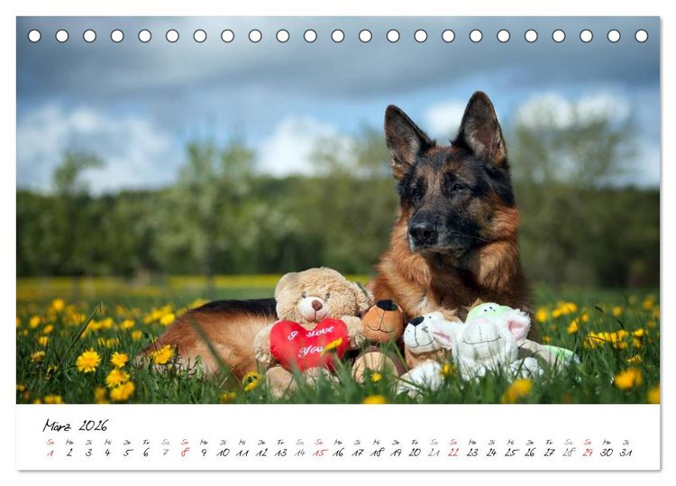 Produktbild: Deutsche Sch&auml;ferhunde - Traumhunde (Tischkalender 2026 DIN A5 quer), CALVENDO Monatskalender