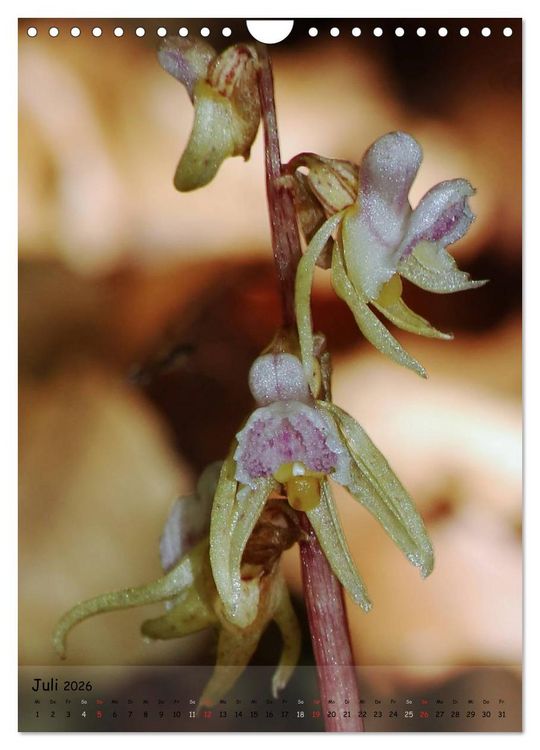 Produktbild: Juwelen der Natur - Ein Orchideensommer (Wandkalender 2026 DIN A4 hoch), CALVENDO Monatskalender