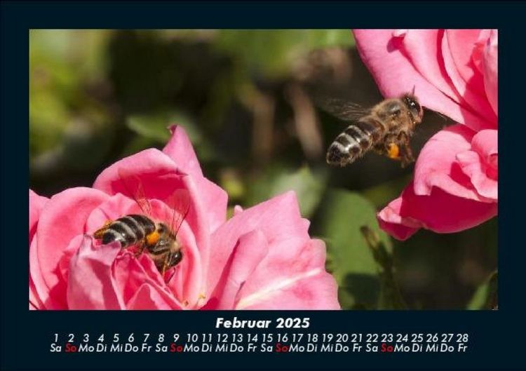 Produktbild: Bienen 2025 Fotokalender DIN A5