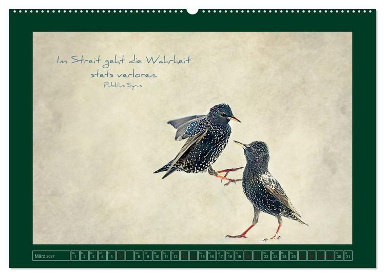 Produktbild: Stare und Weisheiten (Wandkalender 2027 DIN A2 quer), CALVENDO Monatskalender