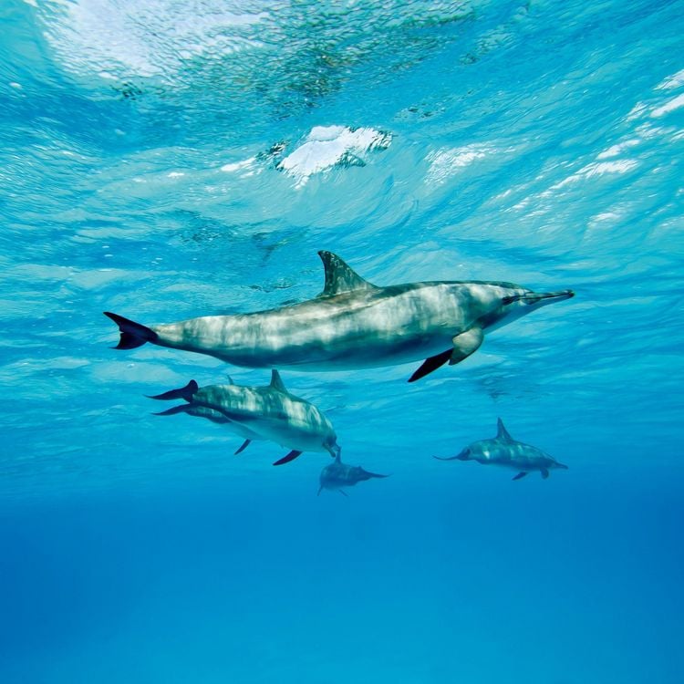 Produktbild: Delfine / Dolphins 2027