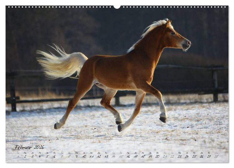 Produktbild: Haflinger-Pferde in Reinzucht (Wandkalender 2026 DIN A2 quer), CALVENDO Monatskalender