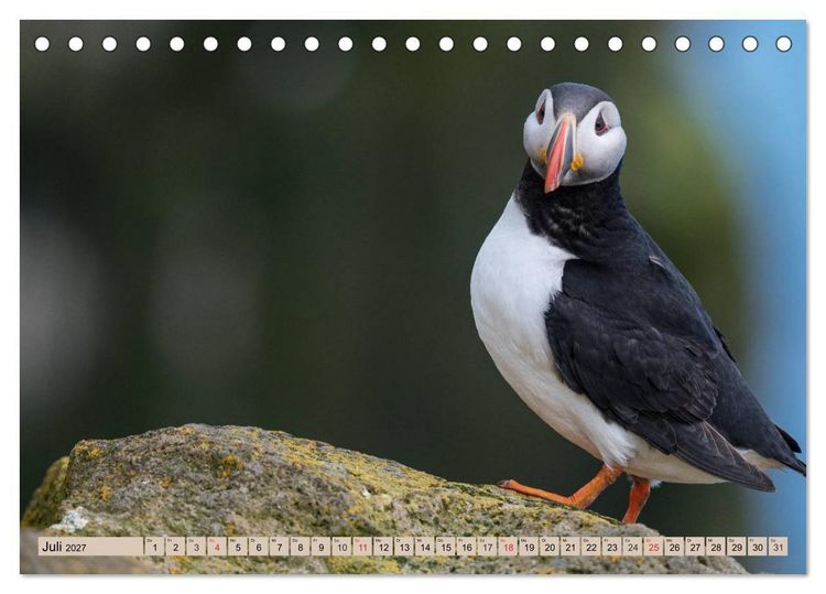 Produktbild: Papageitaucher - Puffins (Tischkalender 2027 DIN A5 quer), CALVENDO Monatskalender