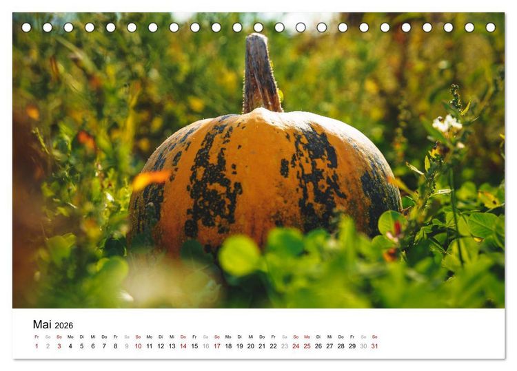 Produktbild: K&Uuml;RBIS KALENDER - Die sch&ouml;nsten K&uuml;rbisse des Jahres (Tischkalender 2026 DIN A5 quer), CALVENDO Monatskalender