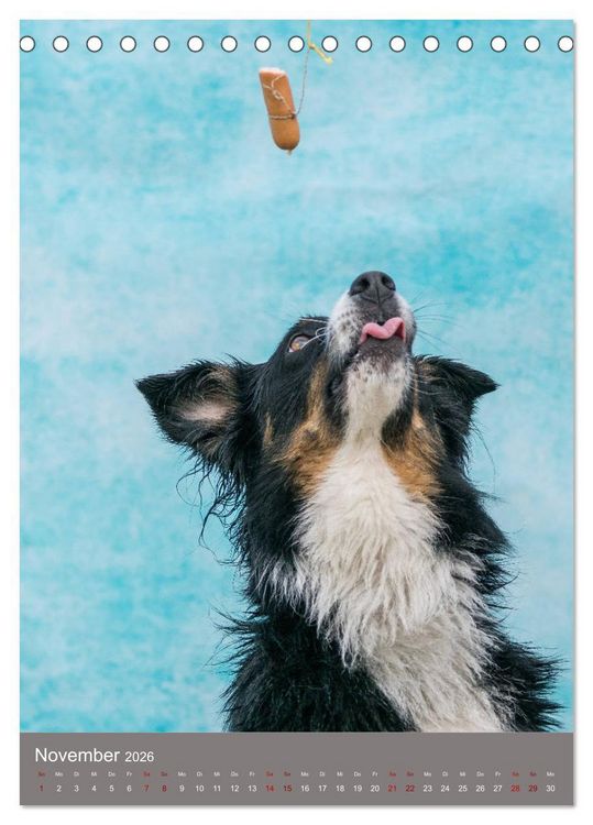 Produktbild: Hundegesichter beim W&uuml;rstchenschnappen (Tischkalender 2026 DIN A5 hoch), CALVENDO Monatskalender