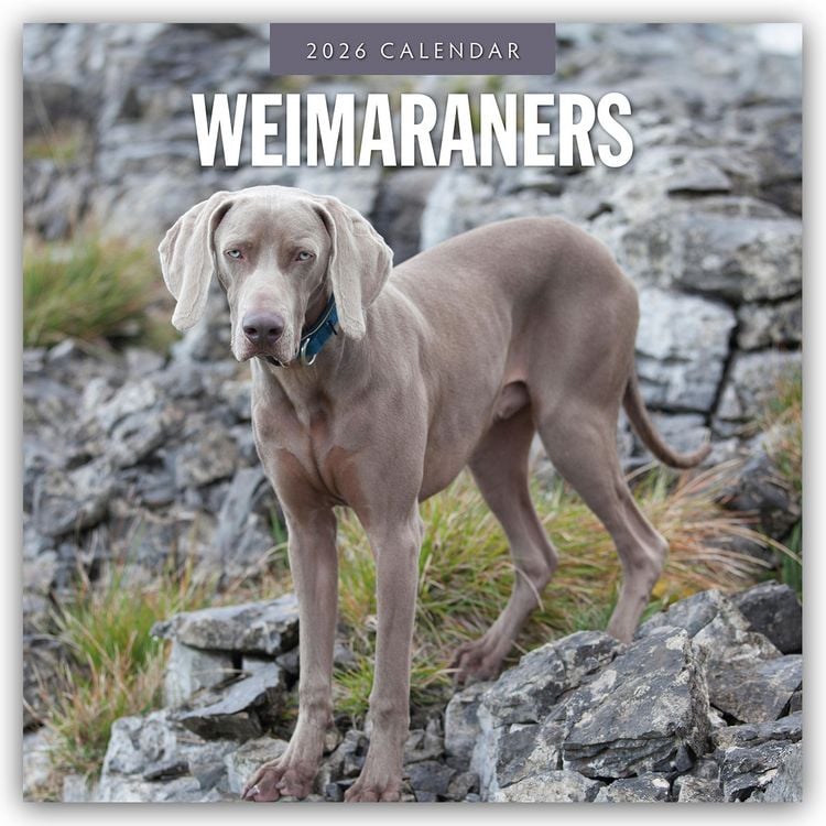 Produktbild: Weimaraners – Weimaraner 2026 – 16-Monatskalender