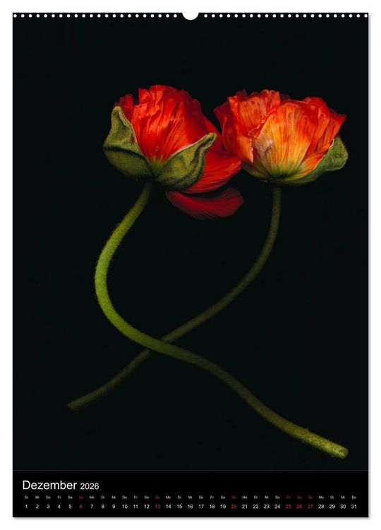 Produktbild: Blumen bei Nacht (hochwertiger Premium Wandkalender 2026 DIN A2 hoch), Kunstdruck in Hochglanz