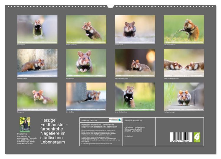 Produktbild: Herzige Feldhamster - farbenfrohe Nagetiere im st&auml;dtischen Lebensraum (hochwertiger Premium Wandkalender 2026 DIN A2 quer), Kunstdruck in Hochglanz