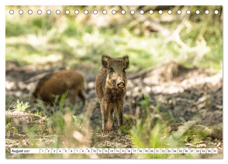 Produktbild: Wildtiere im M&uuml;ritz-Nationalpark (Tischkalender 2027 DIN A5 quer), CALVENDO Monatskalender