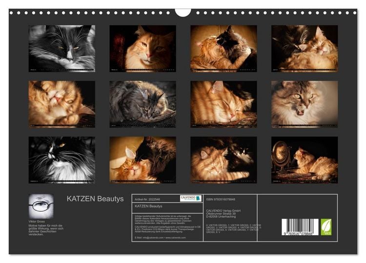 Produktbild: KATZEN Beautys (Wandkalender 2026 DIN A3 quer), CALVENDO Monatskalender
