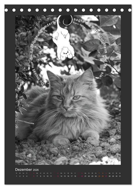 Produktbild: Katz & Maus (Tischkalender 2026 DIN A5 hoch), CALVENDO Monatskalender