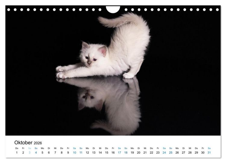 Produktbild: Heilige Birma Kitten - ein Traum auf wei&szlig;en Pf&ouml;tchen (Wandkalender 2026 DIN A4 quer), CALVENDO Monatskalender