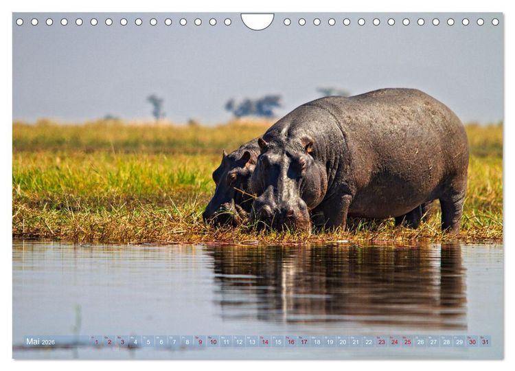 Produktbild: Hippos - Gef&auml;hrliche Giganten (Wandkalender 2026 DIN A4 quer), CALVENDO Monatskalender