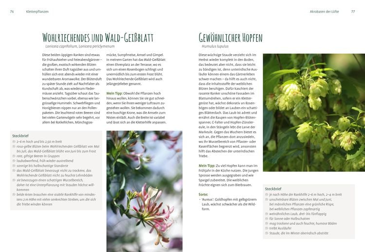 Produktbild: Heimische Pflanzen für den Garten