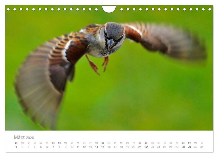 Produktbild: V&ouml;gel in unseren G&auml;rten 2026 (Wandkalender 2026 DIN A4 quer), CALVENDO Monatskalender