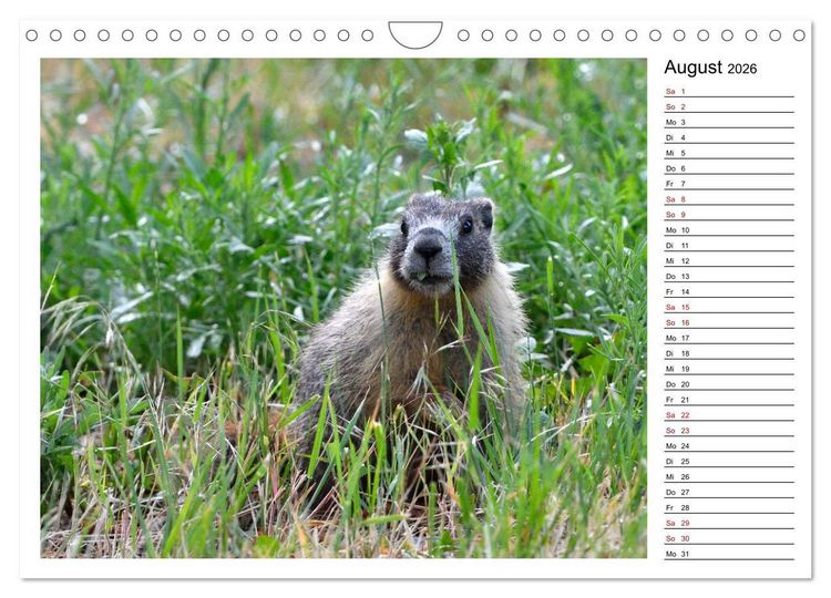 Produktbild: Murmeltiere in Nordamerika (Wandkalender 2026 DIN A4 quer), CALVENDO Monatskalender